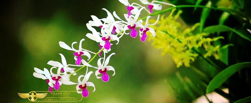 Orchid-Island-4