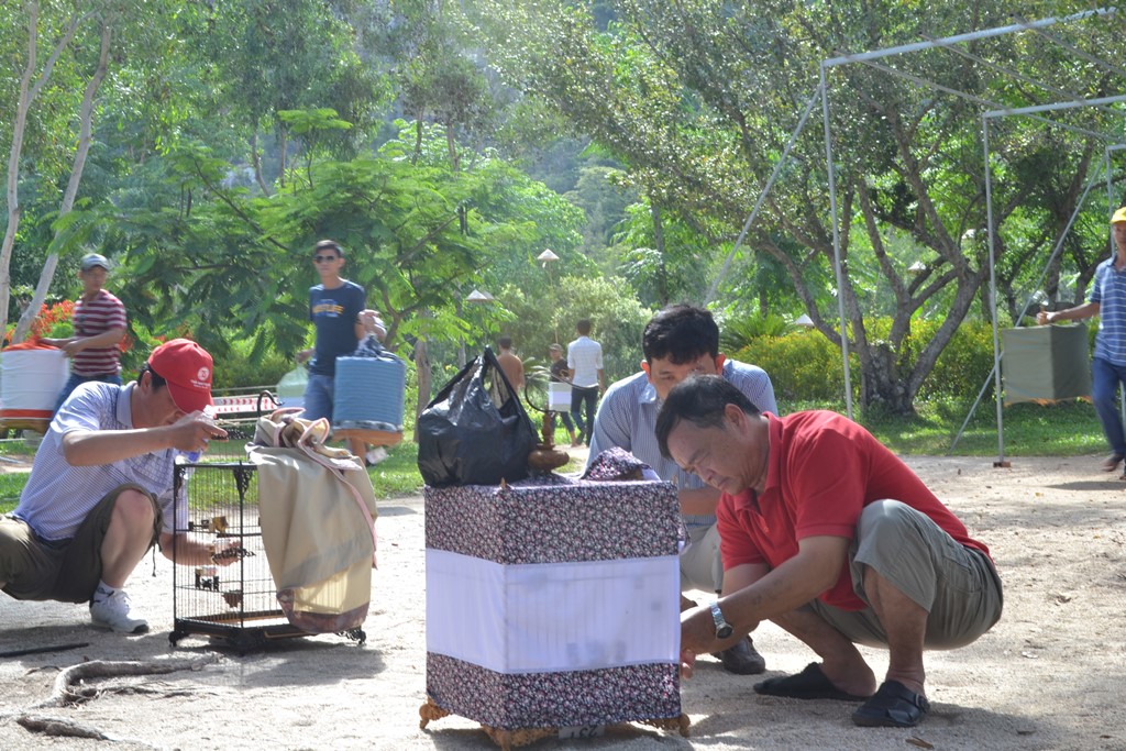 Caraval-chim-chao-mao-he-long-long-phu-2016-c